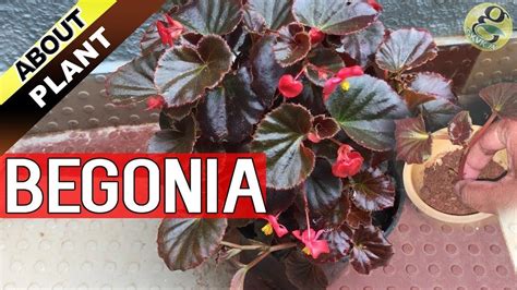 Mysterious spell begonia